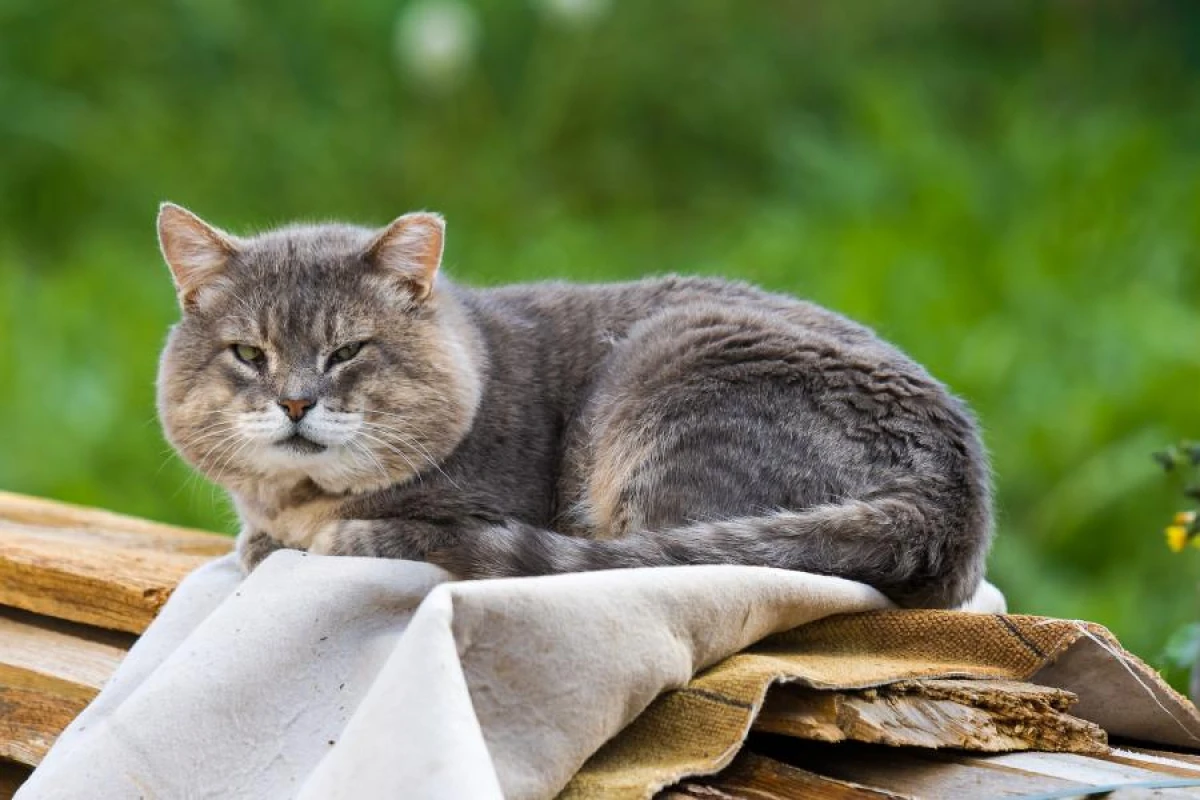 Why Cats Shouldn't Drink Milk: Interesting Facts About Feline Health