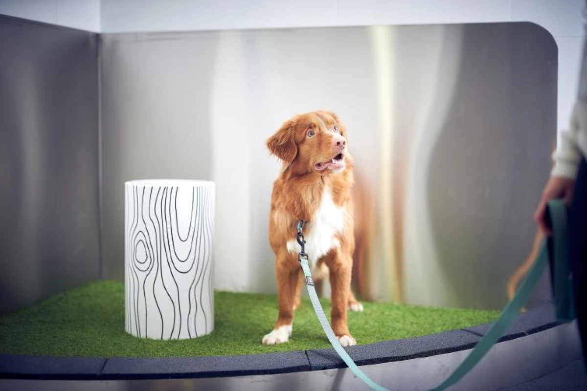 5 Myths About Dogs That We Still Believe: Keep in Mind, This Can Be Dangerous!