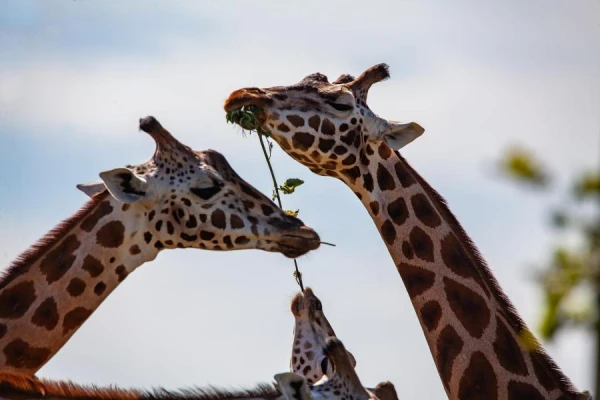 Biologists Have Discovered Why Ancient Giraffes Needed Long Necks