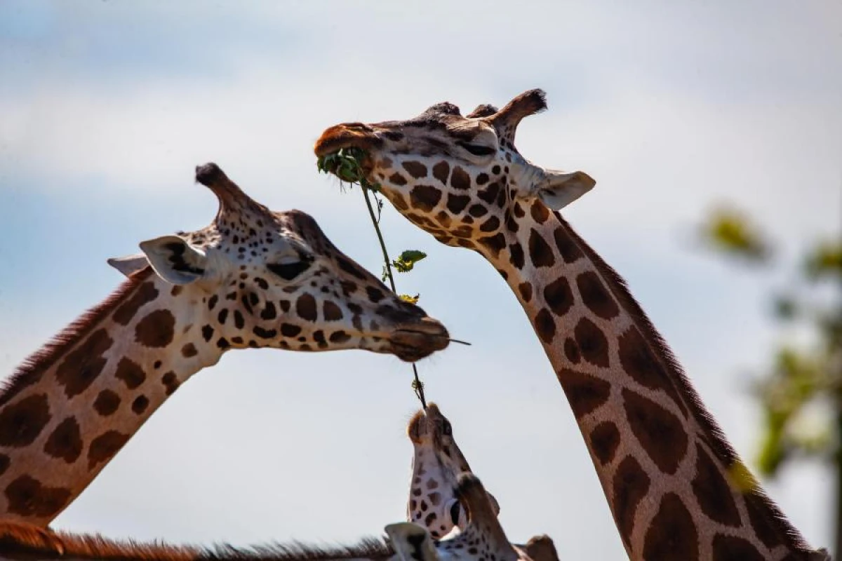 Biologists Have Discovered Why Ancient Giraffes Needed Long Necks
