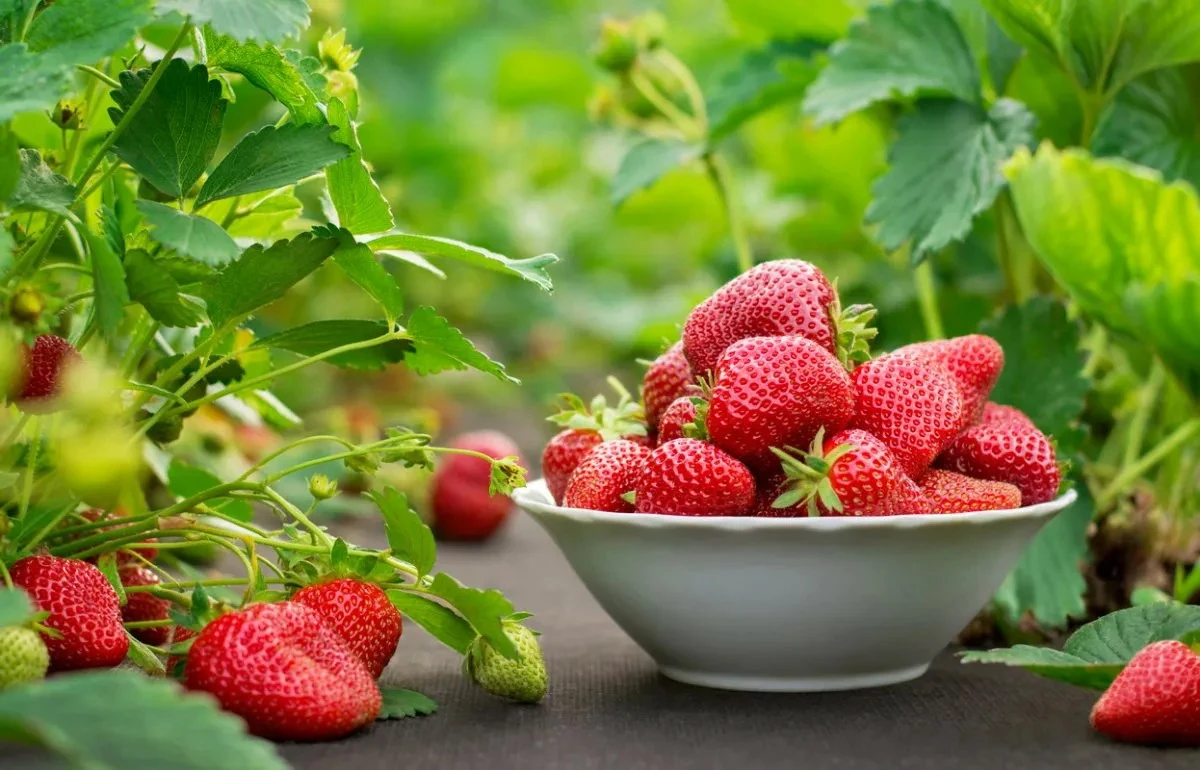 What Happens to the Body If You Indulge in Strawberries Every Day