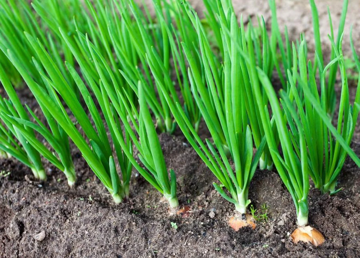 How to Grow Large Onions with Just One Fertilizer