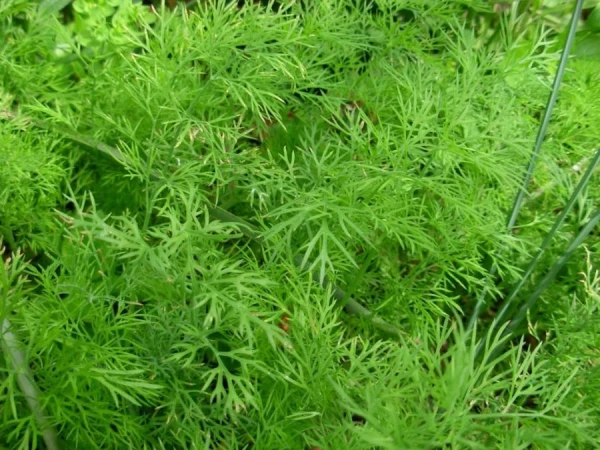 How to Plant Dill for Self-Seeding