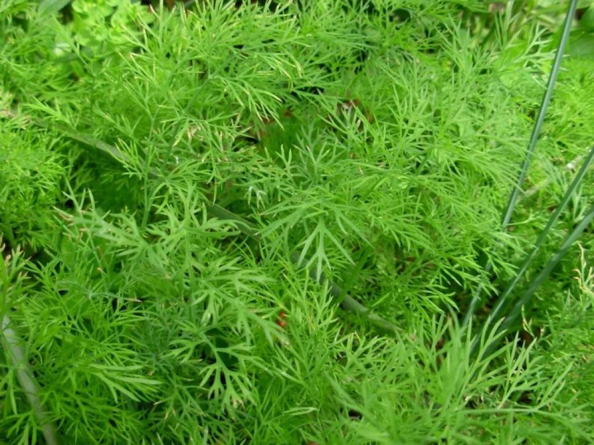How to Plant Dill for Self-Seeding