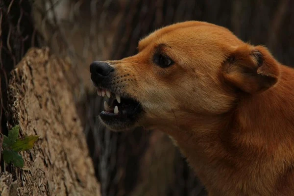 Why a Pet Dog May Not Get Along with Other Dogs: Reasons and Recommendations