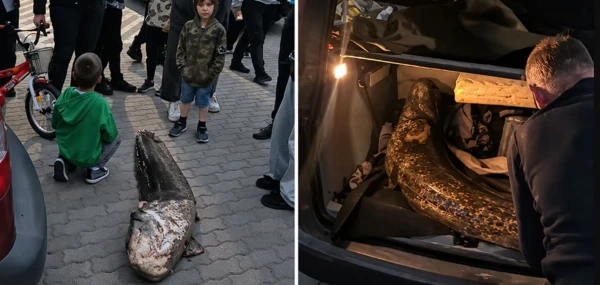 A Ukrainian Man Detained in Warsaw for Catching a Legendary Catfish from Lake Balaton