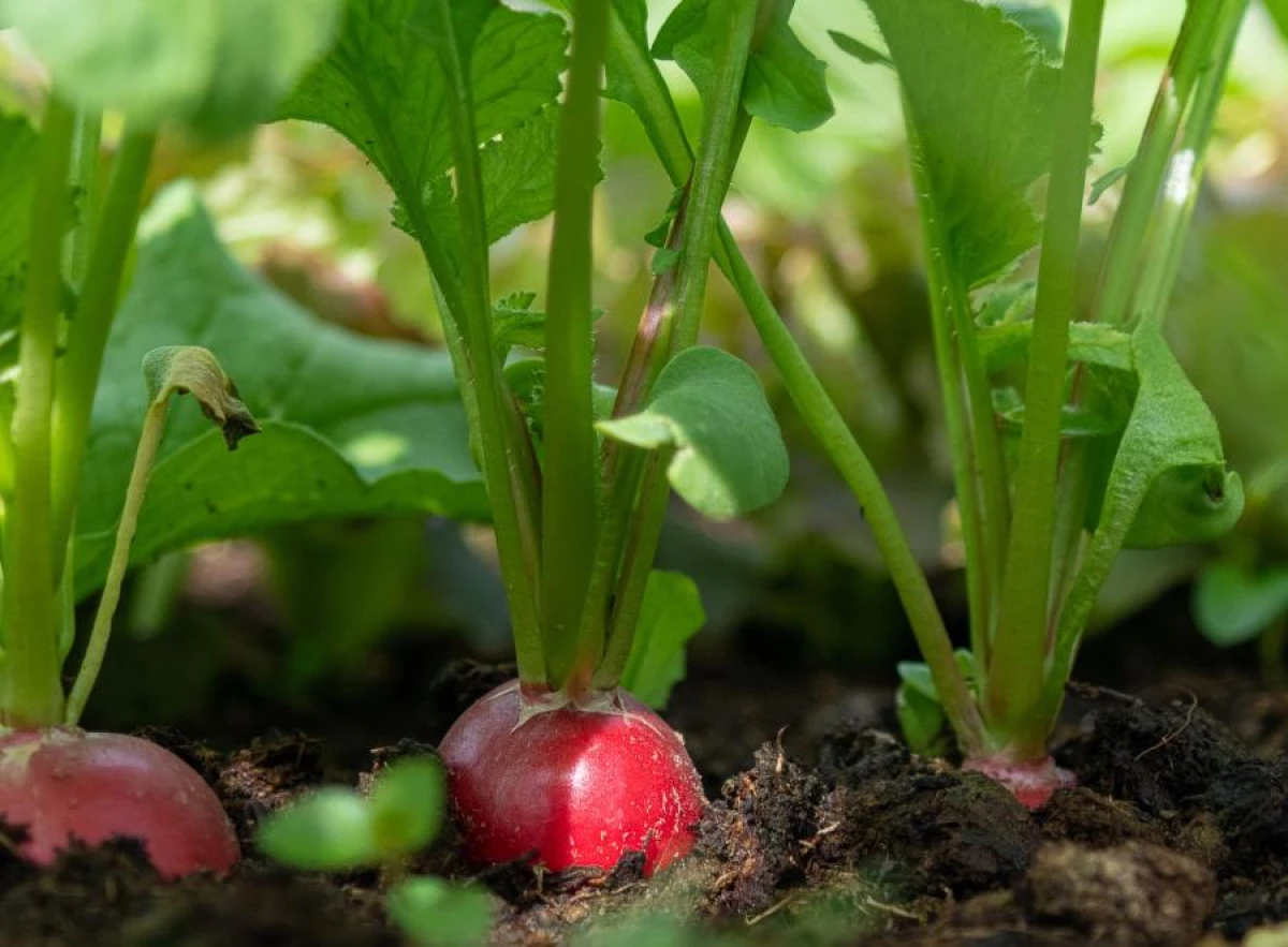 Dacha Enjoyment: 9 Vegetables That Require Minimal Care