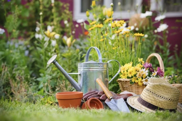 How to Protect Your Garden from Fruit Rot: Three Important Rules