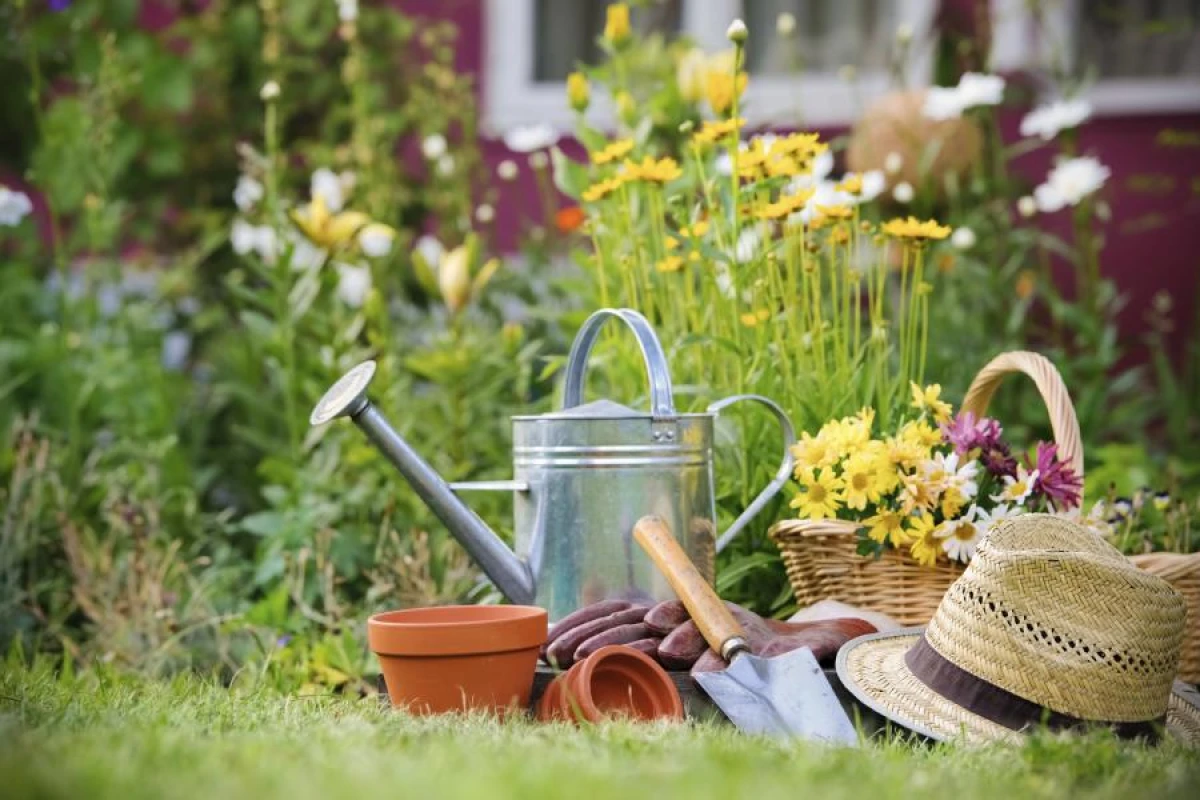 How to Protect Your Garden from Fruit Rot: Three Important Rules