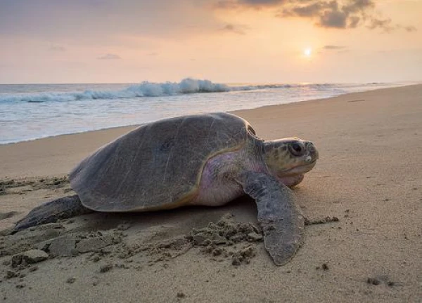 The Oldest Animal on Earth