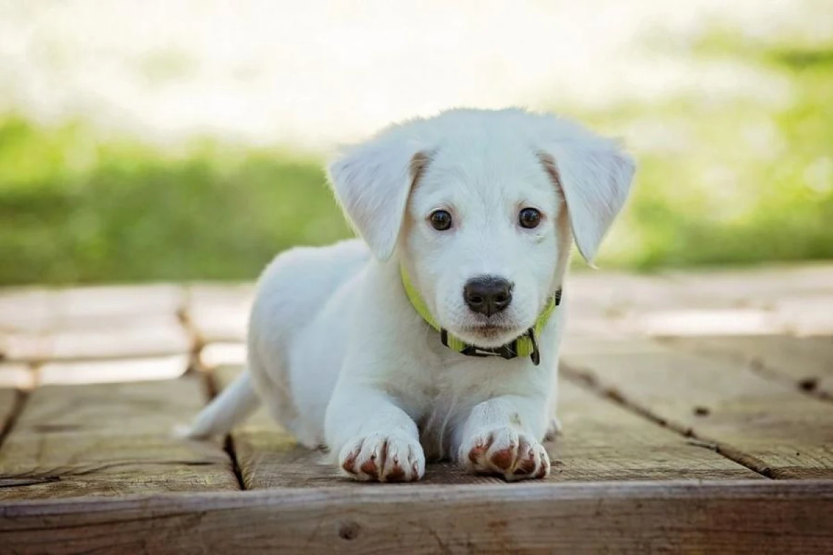 Why Dogs Don't Like to Hug?