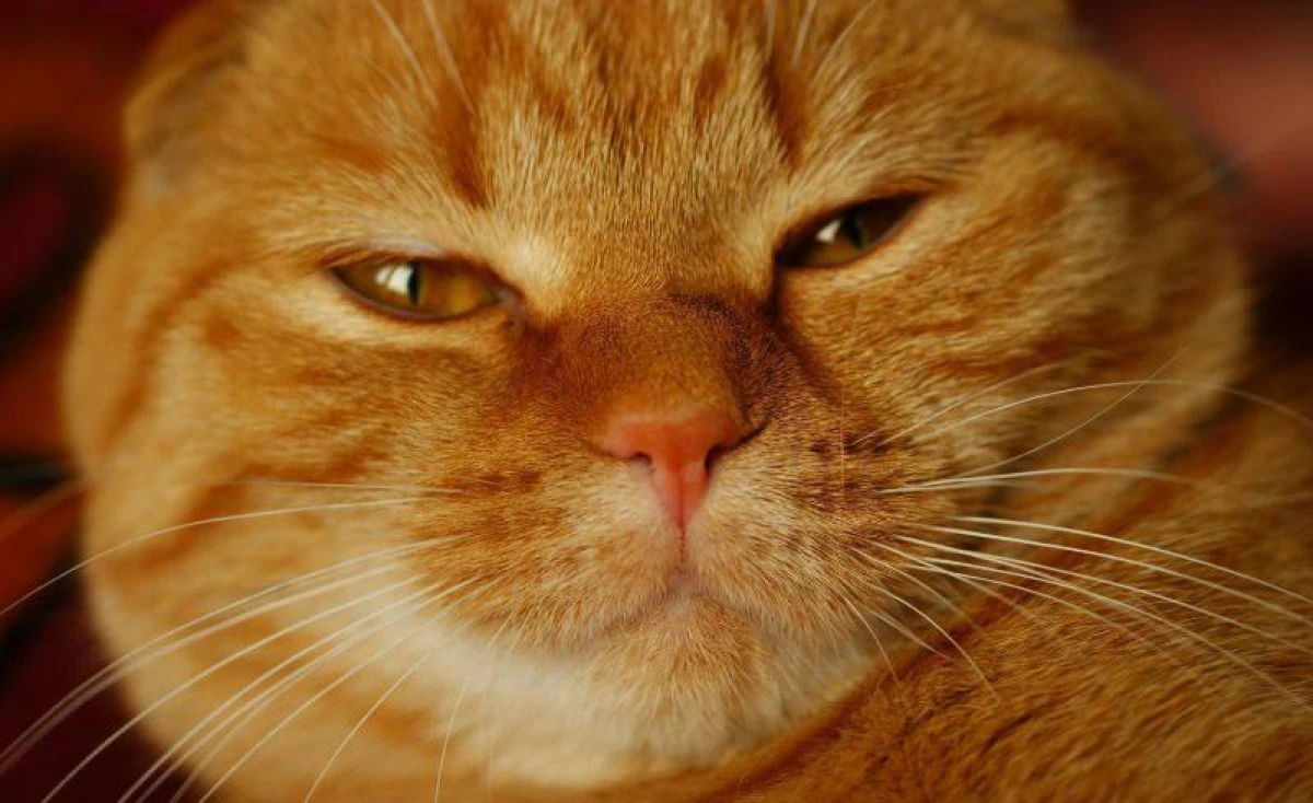 Is it true that all orange cats are males and all calico cats are females?