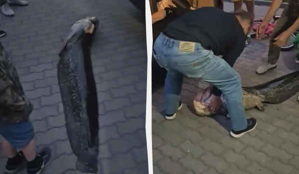 20-летняя рыба была местной легендой.