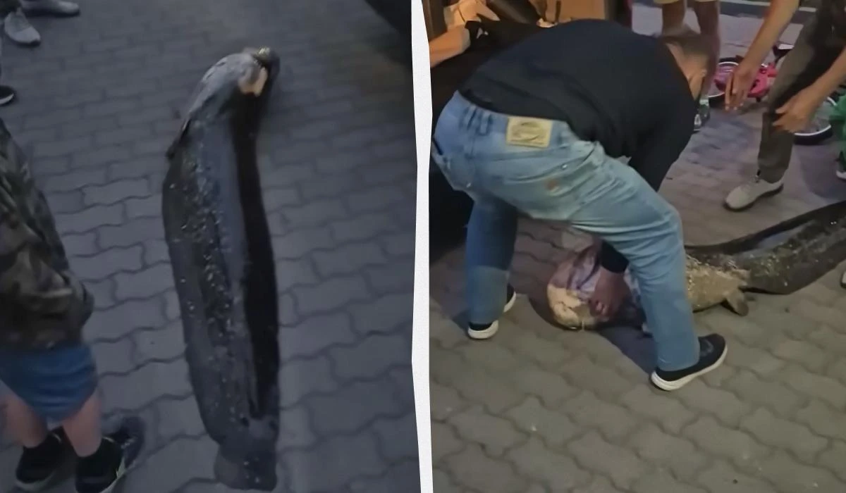 20-летняя рыба была местной легендой.