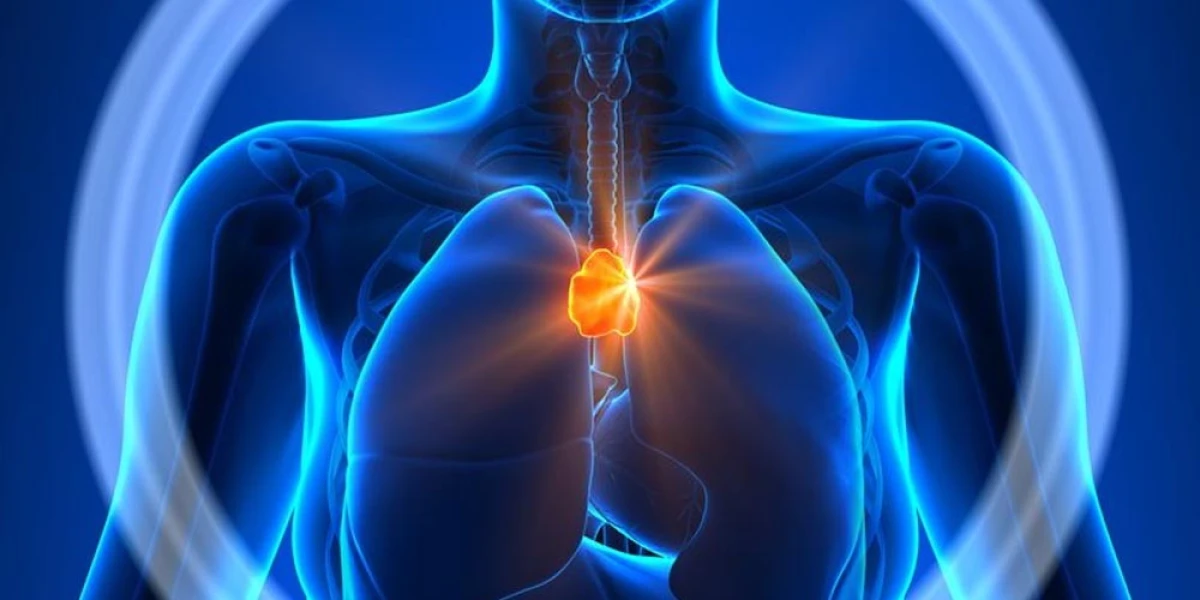 Scientists Discover an Organ That May Influence Longevity and Cancer Protection