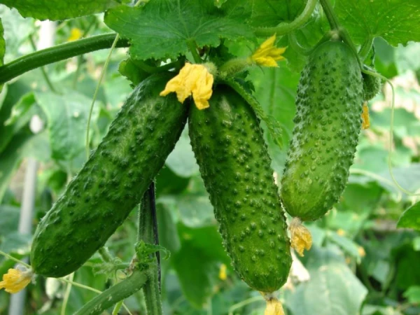 How to Increase Cucumber Yields with Minimal Effort