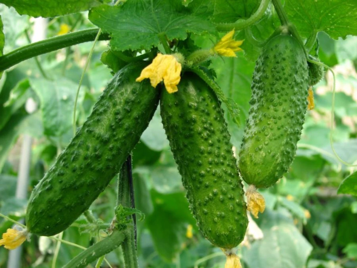 How to Increase Cucumber Yields with Minimal Effort