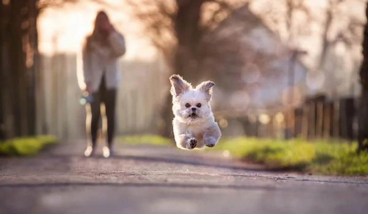Affordable Offal for Dogs