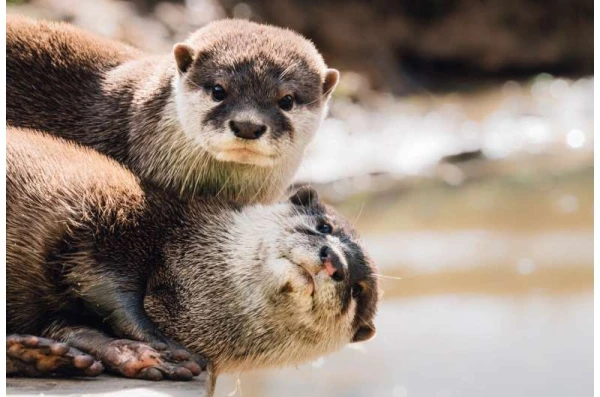 Otters are capable of solving puzzles and learning from each other