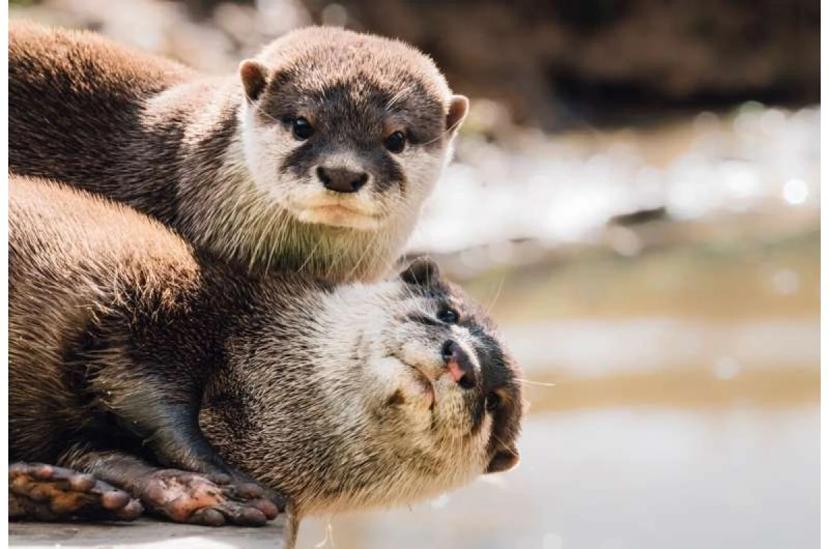 Otters are capable of solving puzzles and learning from each other