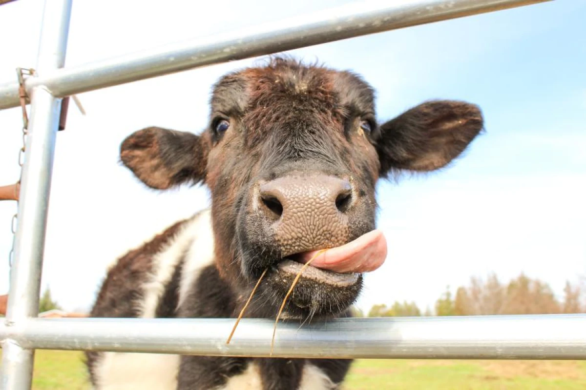 Horned Happiness: Amazing Facts About Cows