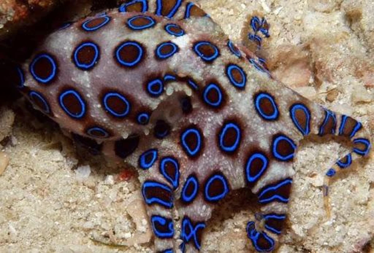 Why do octopuses have blue blood?