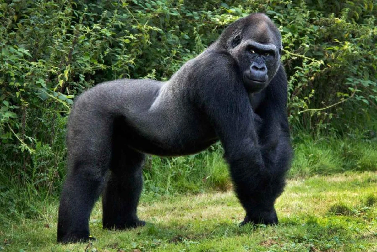 What animal is considered the smartest in the world?