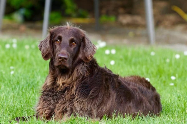 How to Choose a Dog by Zodiac Sign
