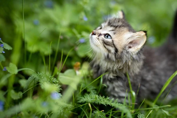 A Guy Stopped to Save a Kitten and Ended Up in a Funny Situation