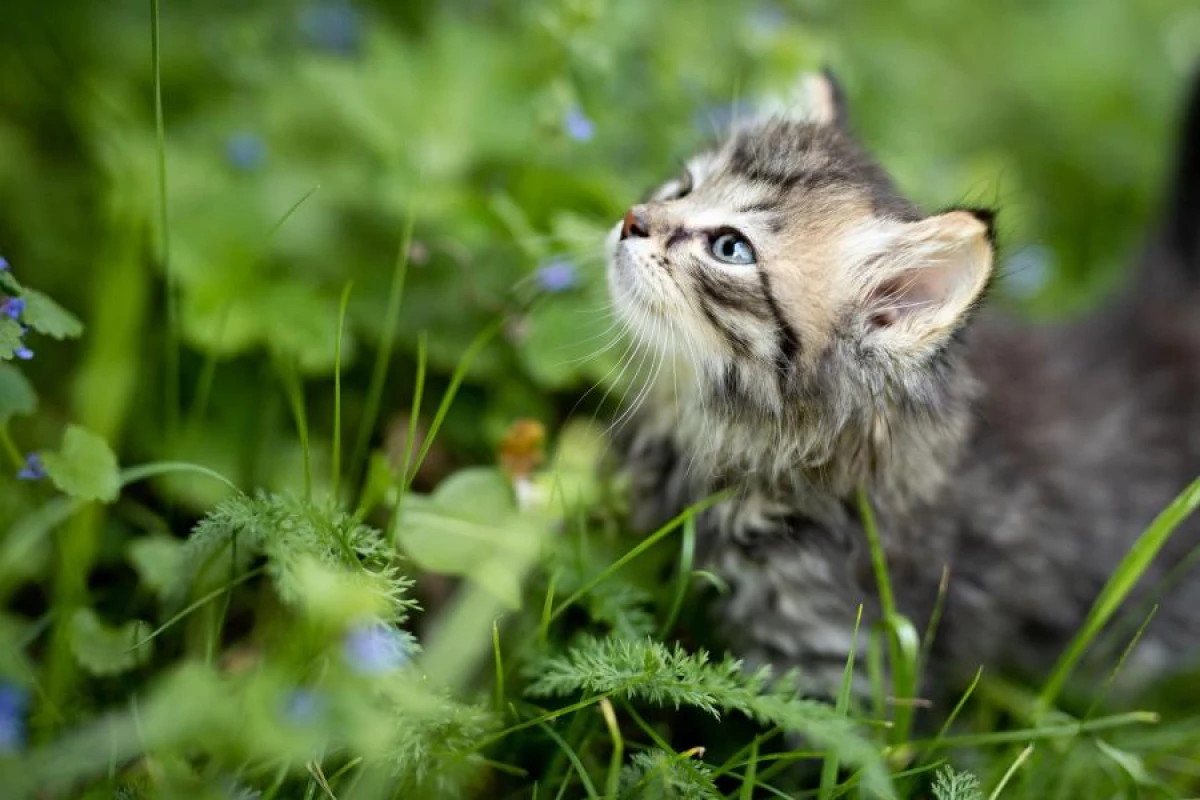 A Guy Stopped to Save a Kitten and Ended Up in a Funny Situation