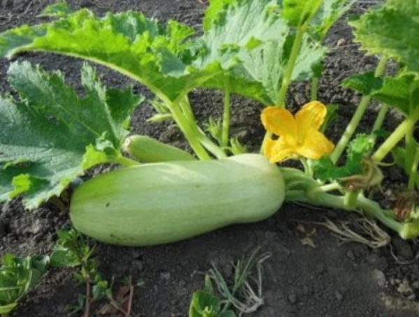 Why Do Zucchini Have Empty Flowers?