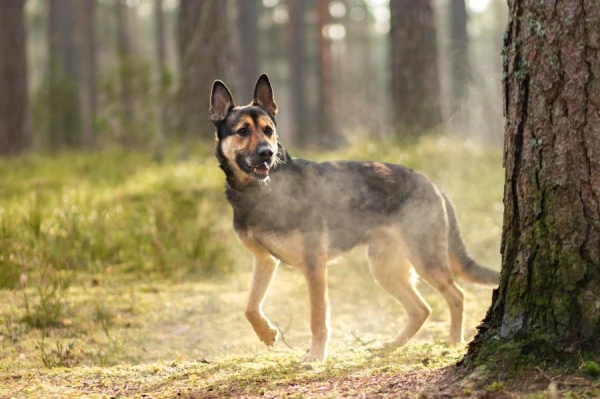 How to Care for a Dog in Hot Weather