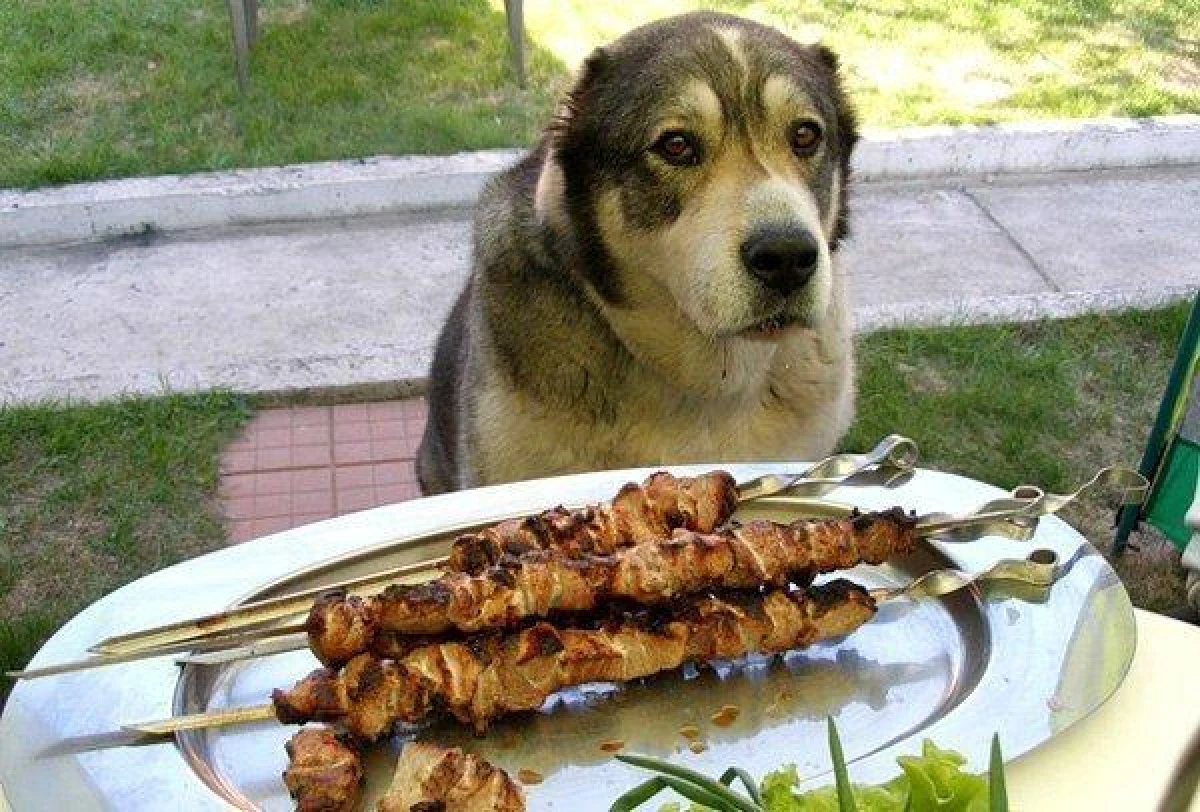 The dog trainer explained why shashlik is harmful to dogs