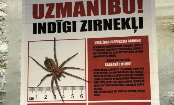 Why We Fear Spiders: Reasons for the Phobia