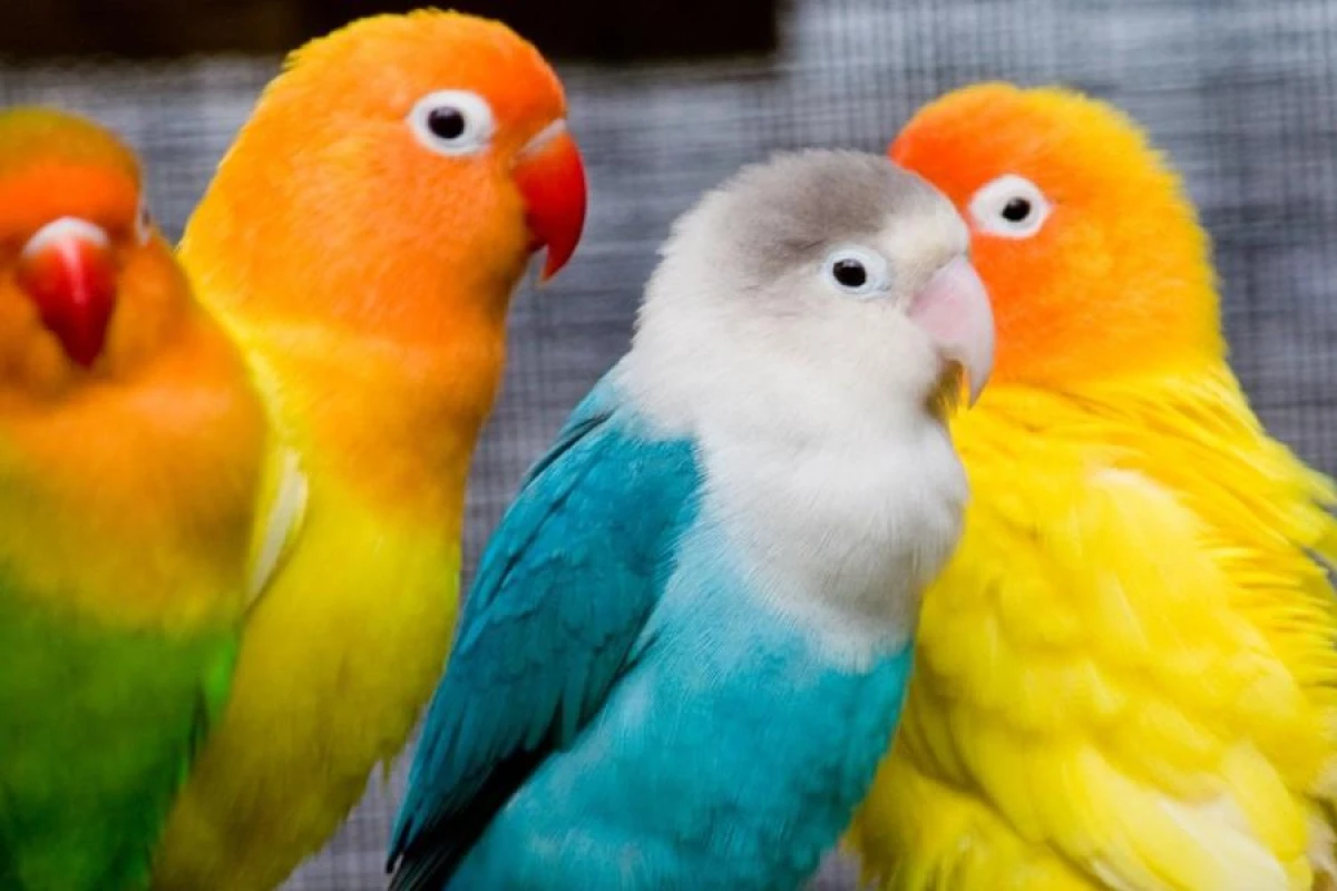 Why Can Some Parrots Talk While Others Cannot?
