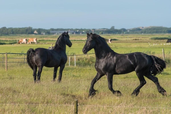 Is it true that a drop of nicotine can kill a horse?