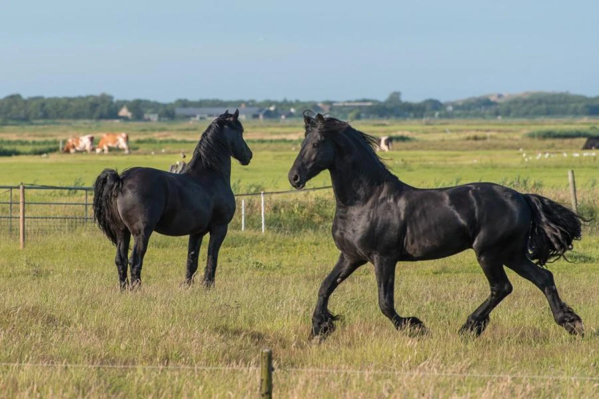 Is it true that a drop of nicotine can kill a horse?