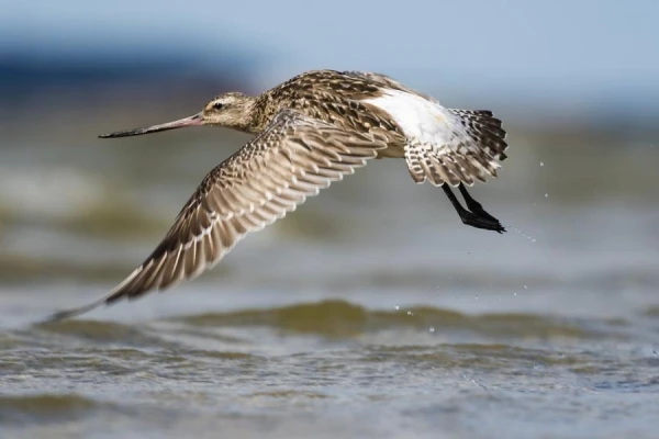 Which bird species is best adapted for long migrations?