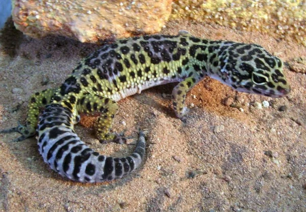 A New Species of Gecko Using Its Tongue as a Sensory Organ Discovered in India