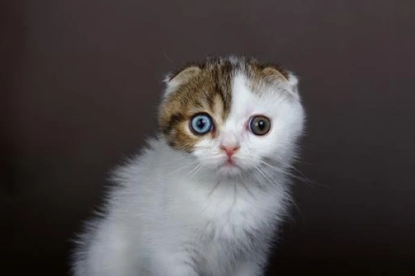 Can a cat do without litter in the litter box?