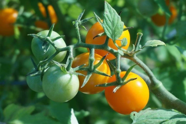 How to Properly Fertilize Tomatoes for Maximum Yield