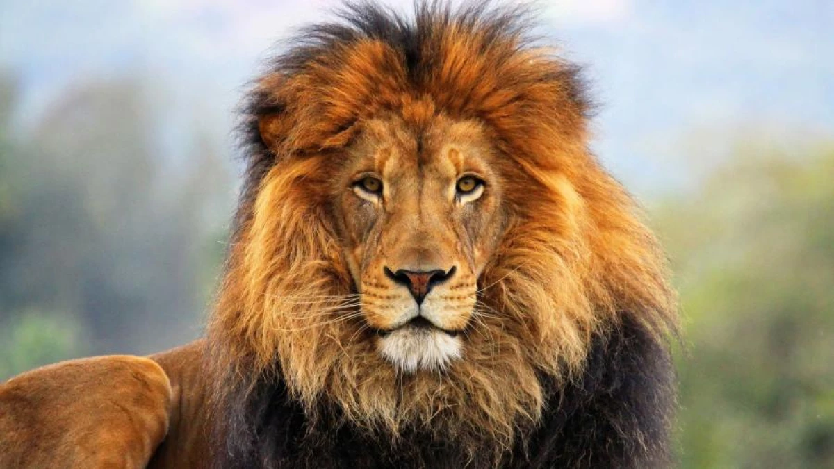 Why Do Lions Kill Their Cubs?