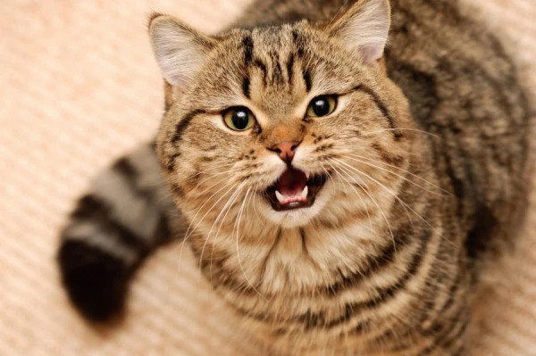 Why a Cat May Not Love Its Owner: Expert Opinions