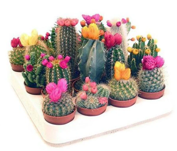 Three Plants That Will Bring Luck and Wealth to Your Home