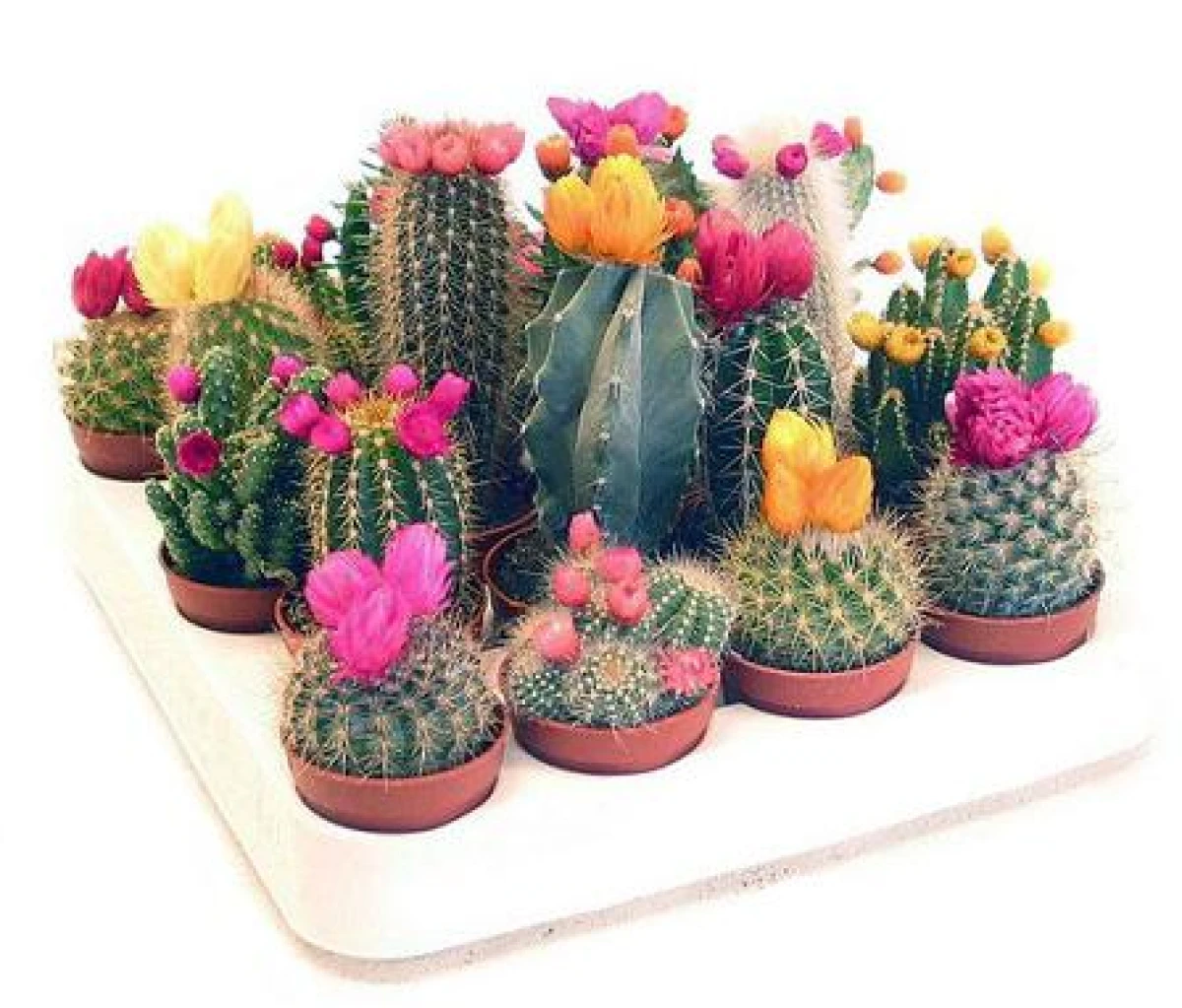 Three Plants That Will Bring Luck and Wealth to Your Home