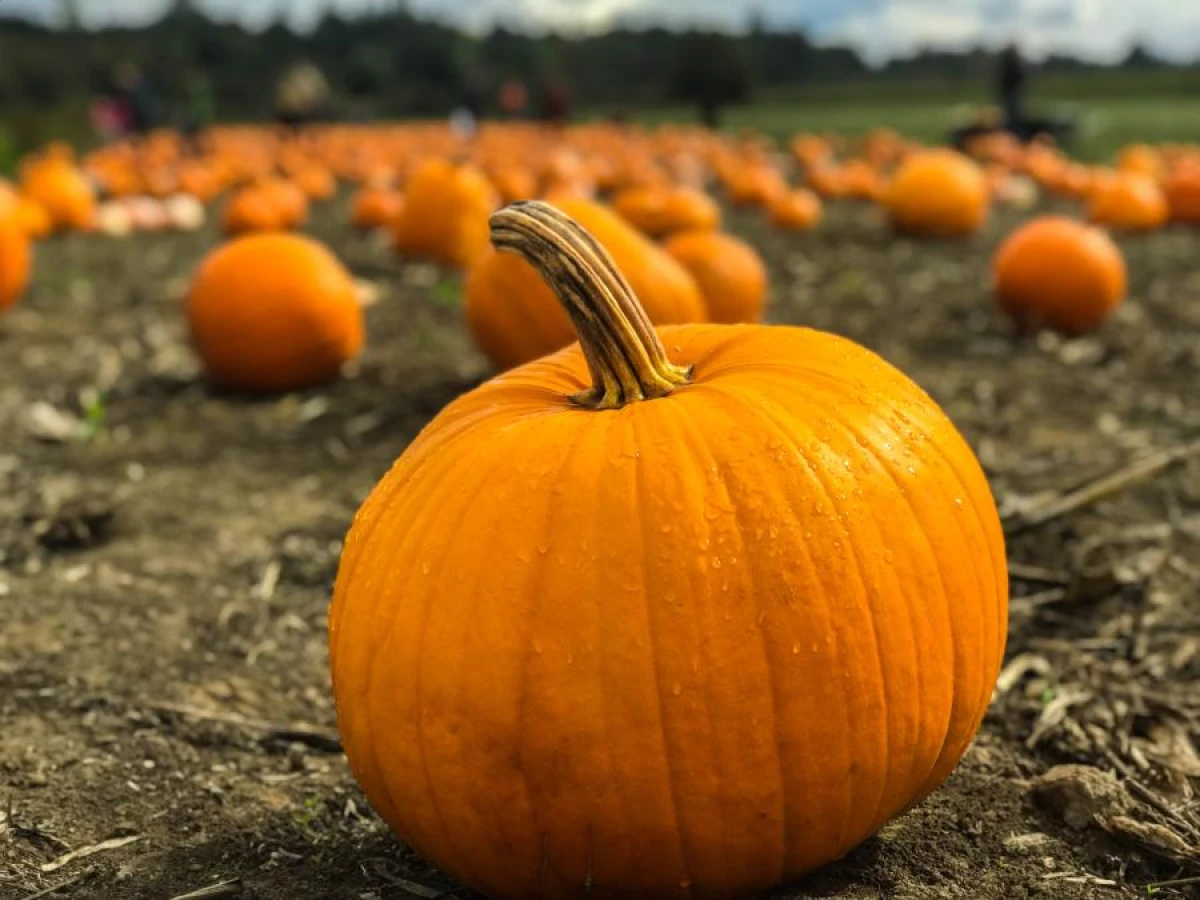 Effective Fertilizers for Cucumbers, Pumpkins, Zucchini, and Patissons