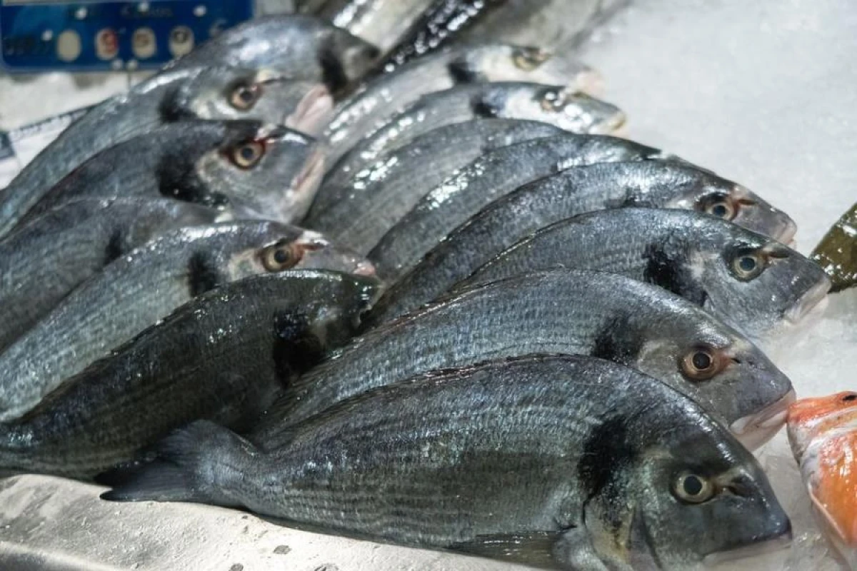 Why is fish sometimes red and sometimes white?