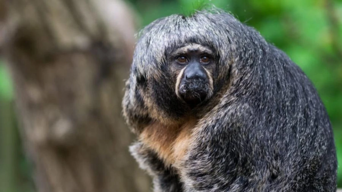 Study: What TV Shows Do Monkeys Prefer