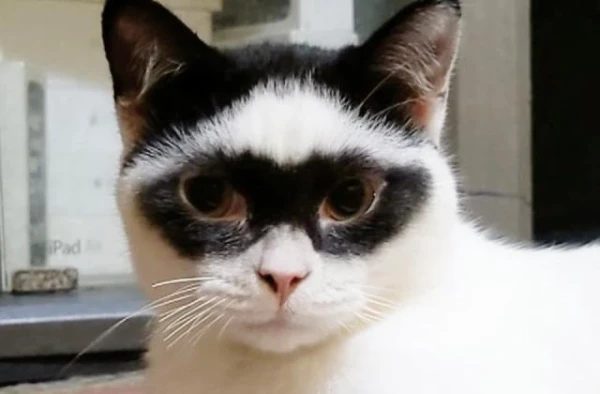 A Kitten Named Boy Became an Internet Star Thanks to His Unique Coloring