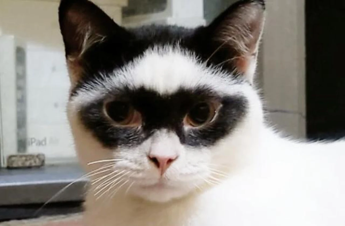 A Kitten Named Boy Became an Internet Star Thanks to His Unique Coloring